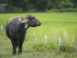 Aziatische buffels