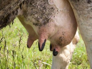 Ziekten en zweren van de uier bij koeien
