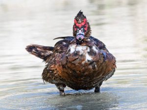 Indo-duck-ziekten