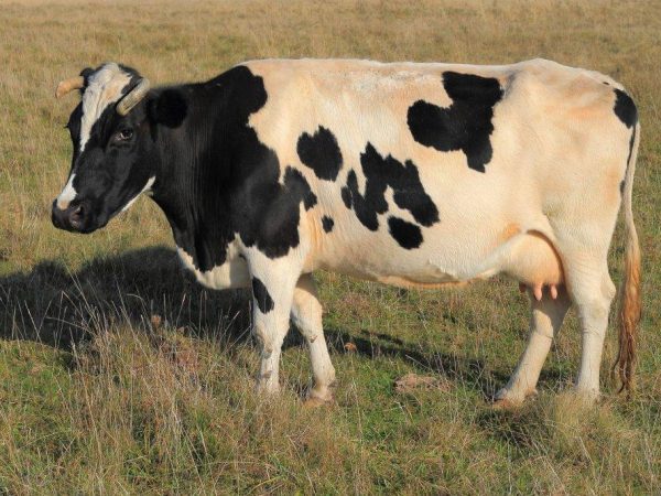 Nemoci krav a býků
