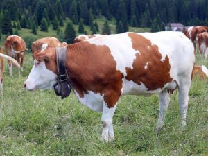 Nemoci kloubů krav a telat