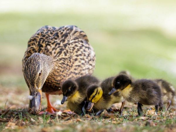 How to feed ducklings in the first days of life