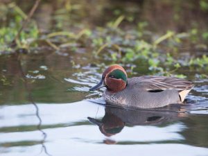 Duck Teal Whistle