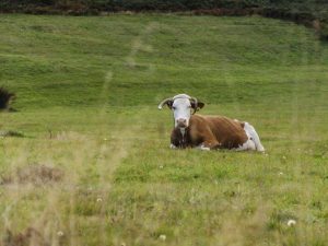 Endometritis en vacas