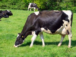 Holstein ras av kor