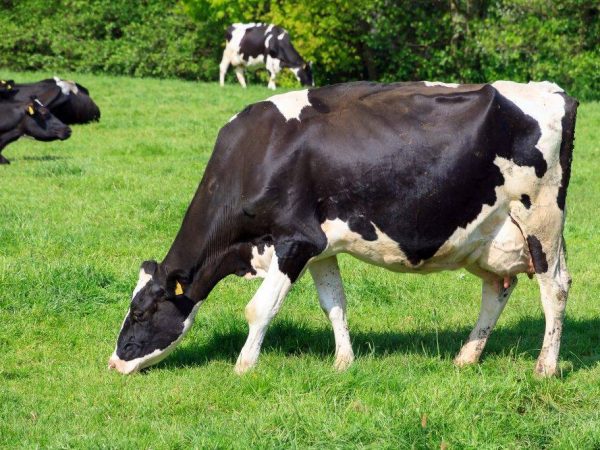Holsteinské plemeno krav