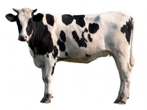 Kholmogory-koeienras