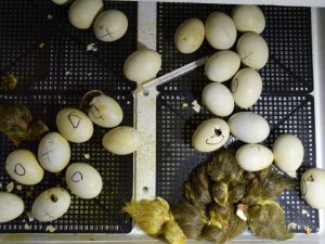 Inkubation von Enteneiern