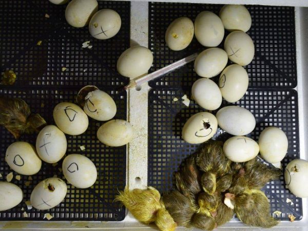 Incubation of duck eggs