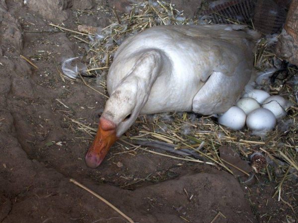 Cum se pune o rață pe ouă