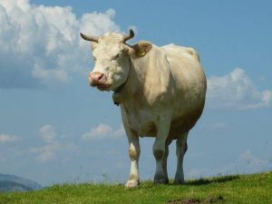 Hoe u het gewicht van vee zonder gewichten kunt achterhalen