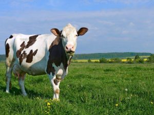 Cum să alergi corect o vacă înainte de fătare