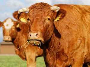 Hogyan lehet elindítani egy tehén gyomrát