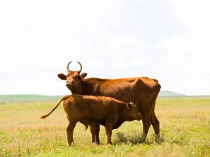 Kalmückische Rasse von Kühen