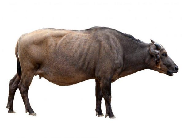 Dwerg bosbuffel