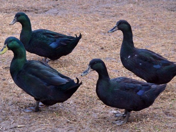 Cayuga ducks