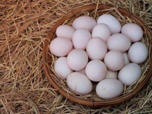 Wenn Indo-Hunde anfangen, Eier zu legen