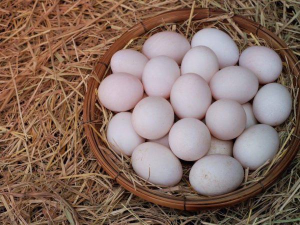 Amikor az indokutyák elkezdenek tojást rakni