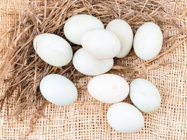 Amikor a kacsa elkezd tojást rakni