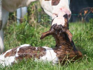 Vaca después del parto