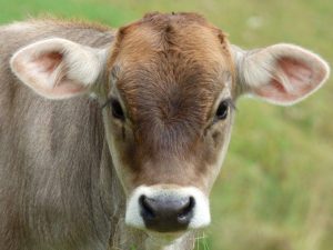 Kostroma φυλή αγελάδων