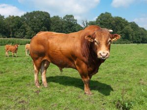 Limousin av kor