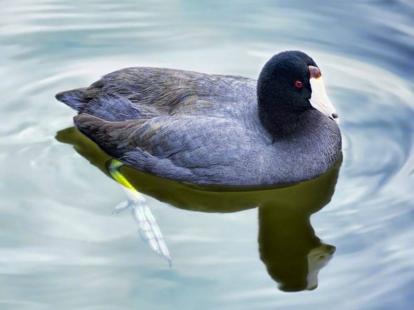 Coot duck