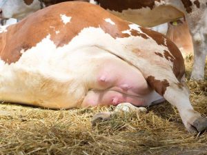 التهاب الضرع في الأبقار