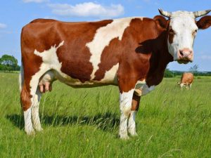 Αγελάδες γαλακτοπαραγωγής