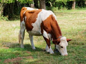 Montbéliard breed of cows
