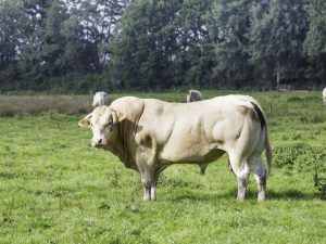 Vleesrassen van stieren en koeien