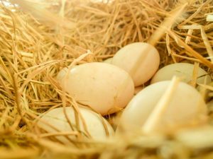 Ovoskopie kachních vajec ve dne