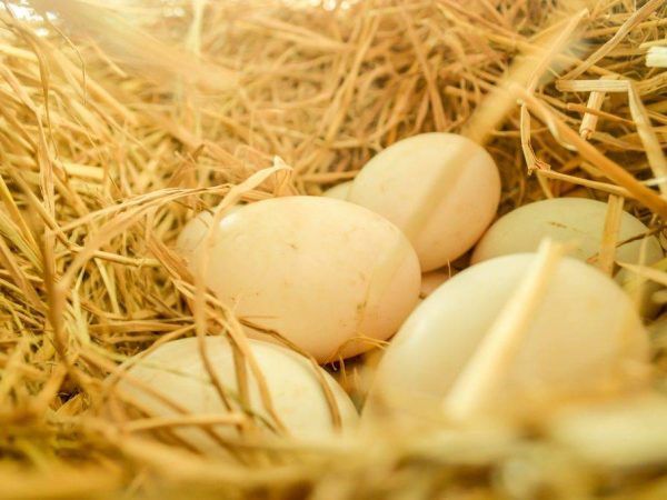 Ovoscopia de huevos de pato por día