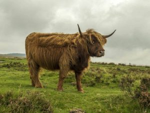 Rasa de vacă Highland