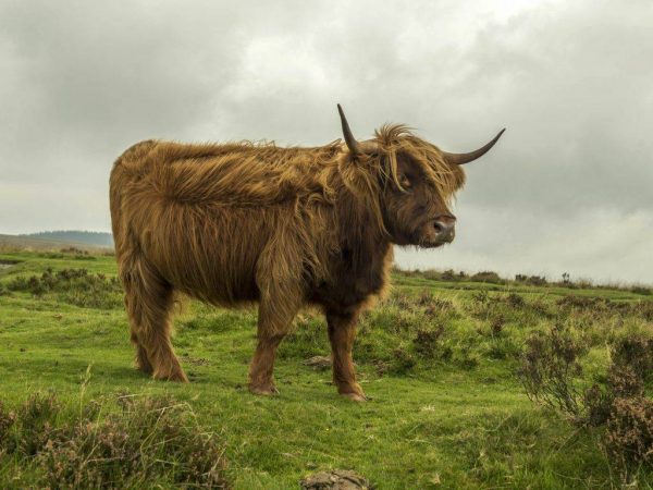 Highland kráva plemeno