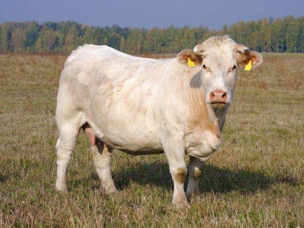 Charolais kráva plemeno