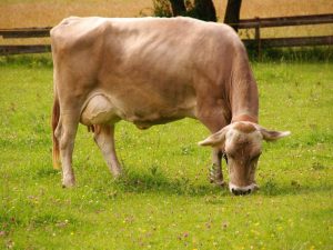 Rasa elvețiană de vaci