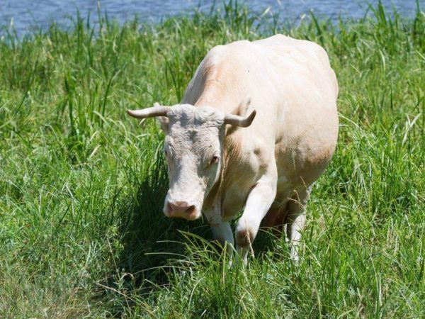 Jak dlouho trvá těhotenství krávy?