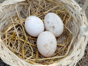 Wie viele Tage sitzt ein Indowka auf Eiern?