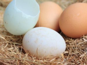 Kolik dní sedí kachna na vejcích
