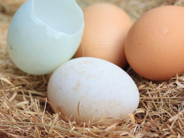 ¿Cuántos días se posa un pato sobre los huevos?