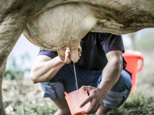 Πόσο γάλα δίνει μια αγελάδα ανά ημέρα