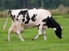 Εγκυμοσύνη αγελάδας ανά μήνα