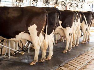 Streptoderma in cows
