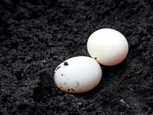 Indo-eend eieren