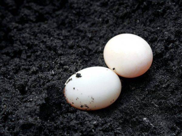 Indo-duck eggs
