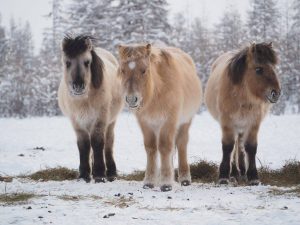 Yakut-Rasse von Kühen