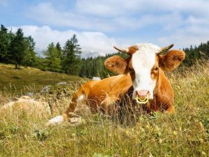 Αφθώδης πυρετός σε αγελάδα