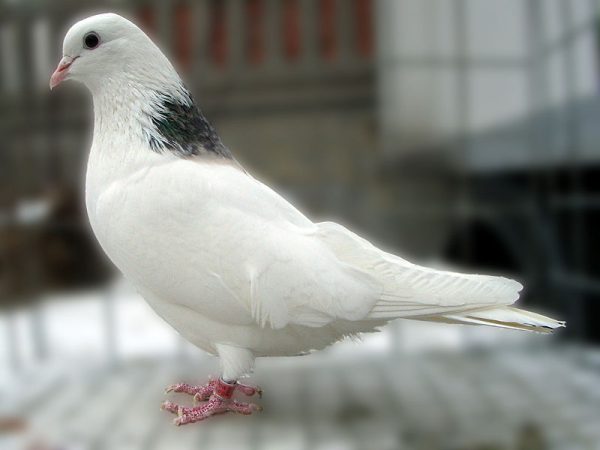 Perm High-flying Pigeon - Ash Grivun