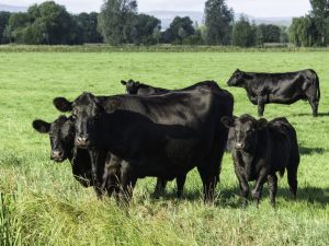 Aberdeen Angus breed of cows